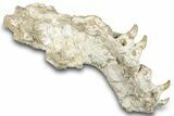 Mosasaur (Halisaurus) Jaw Section with Four Teeth - Morocco #259670-3